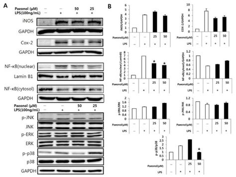 Beneficial Effect of Paeonol on Antibiotic-Associated Inflammatory ...