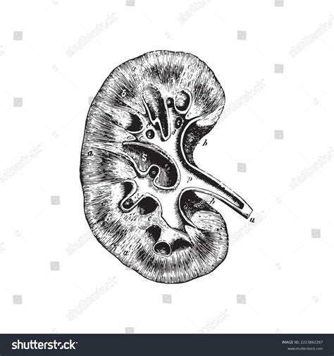 Anatomy Sketch Human Kidney Vector Illustration Stock Vector (Royalty Free) 2223862287 ...