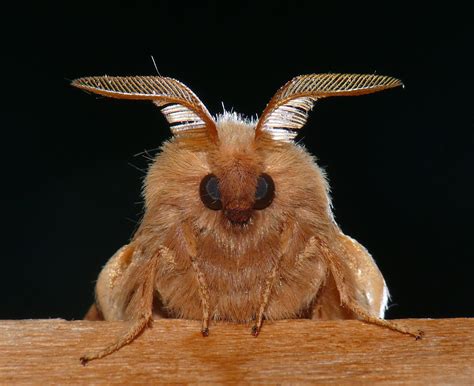 Antenna Of Moth