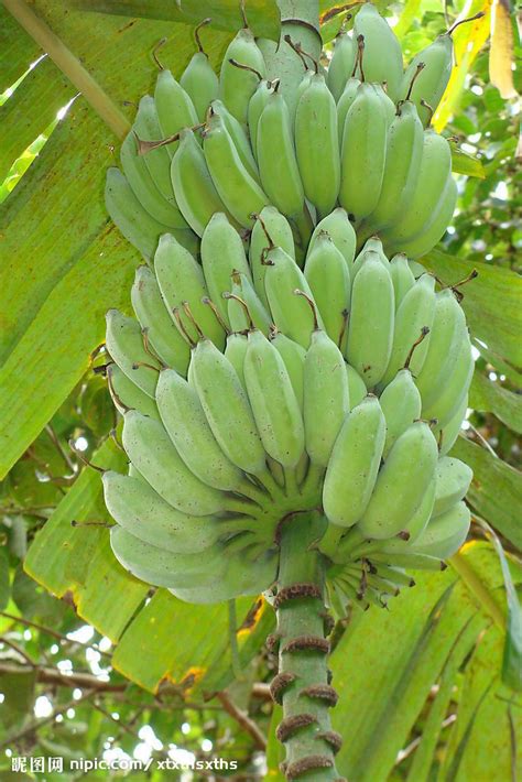 香蕉树_360百科