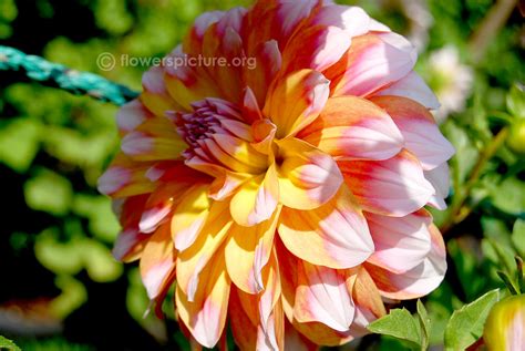 Sugar cane dahlia | Dahlia x hybrida