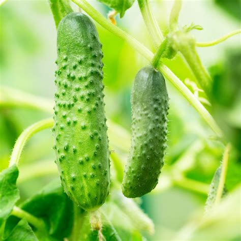 4 Companion Plants Yarrow (and 3 to Avoid)