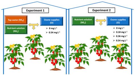 Physiological and Nutritional Responses to Ozone Application in Tomato ...