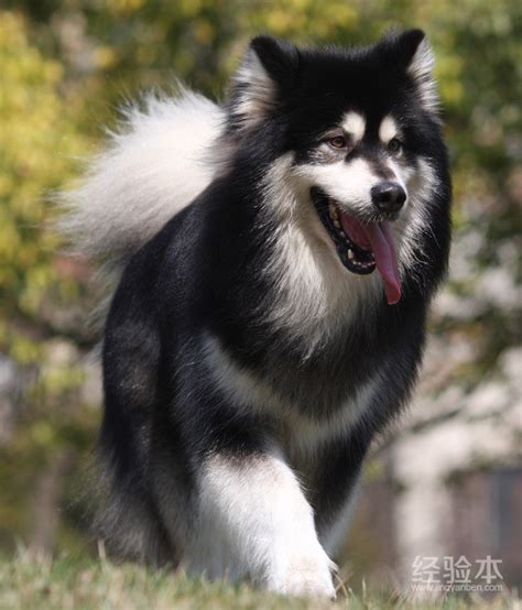 种公：武大郎 - 阿拉斯加雪橇犬-壮壮犬舍