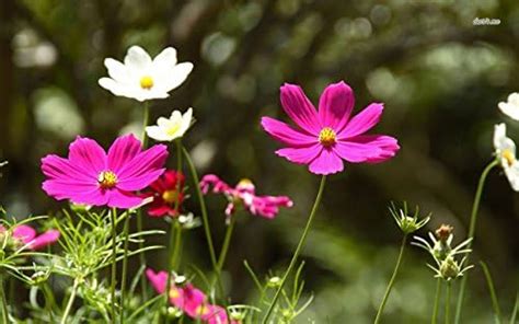 Creative Farmer Flower Seeds : Ulam Raja Flower Seeds For Garden ...