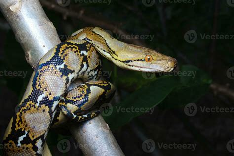 Image result for Python Animal