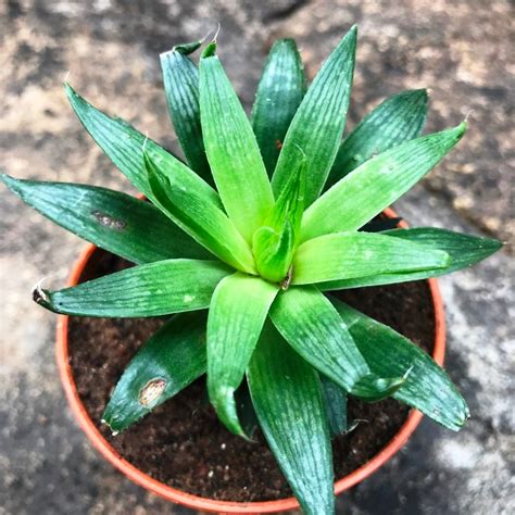 Haworthia Cooperi Baker - Gabbar Farms