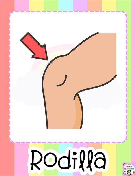 Rodilla Dibujo
