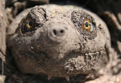 Snapping Turtle Front Face 的图像结果