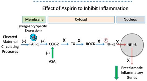 Aspirin Inhibits the Inflammatory Response of Protease-Activated ...