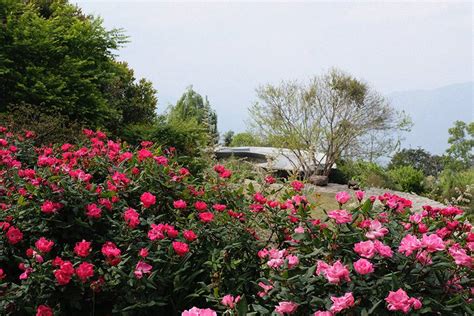 Rose Garden - Venue - Namchi - Weddingwire.in