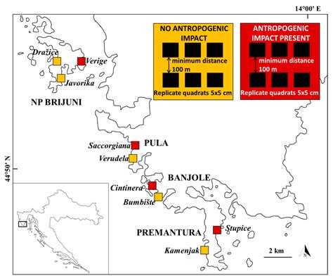 Changes in Composition of Mollusks within Corallina officinalis Turfs ...
