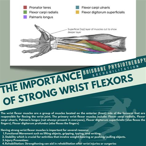 Wrist Flexor Tendons