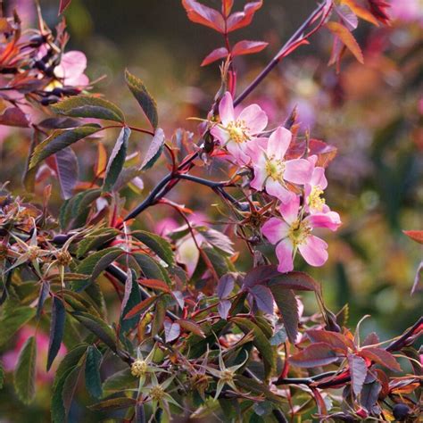 Red-Leaved Rose Hedging | Rosa glauca – Roots Plants