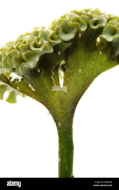 Image result for Flower Side View