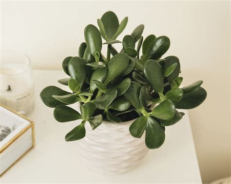 20 Houseplants That Are Toxic to Cats