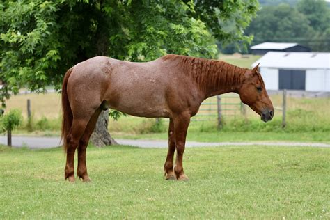 Red Roan Quarter Horse