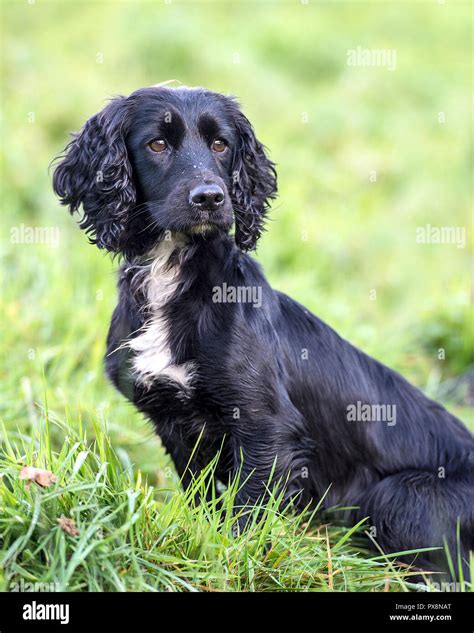 black working cocker spaniel Stock Photo - Alamy
