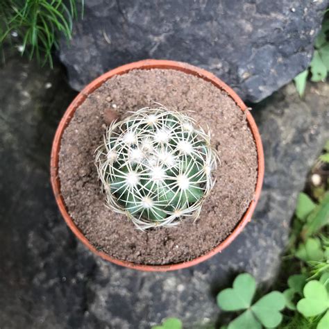 Coryphantha Cornifera V Echinus - Gabbar Farms