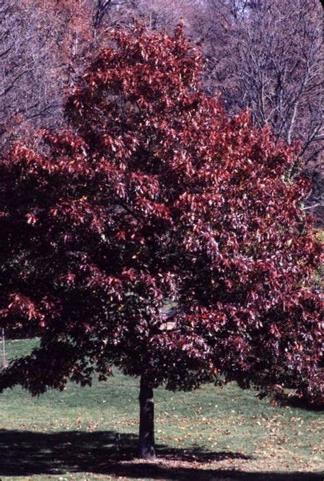 Quercus rubra - northern red oak | The Dawes Arboretum