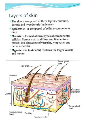 1.1 Prokaryotic Cell Architecture - Prokaryotic Cell Architecture ...