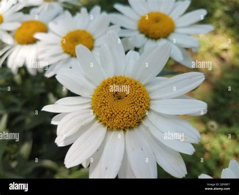 Yellow And White Flower Images