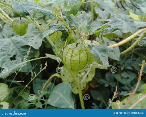 Ground Cherry Plant
