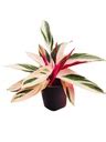 Prayer Plant | Stromanthe Sanguinea Beauty