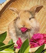 Image result for Blue Fawn Harlequin Holland Lop