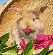 Image result for White Holland Lop