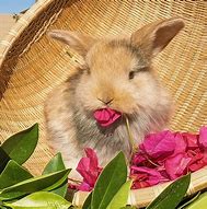 Image result for Cute Baby Bunnies Holland Lop