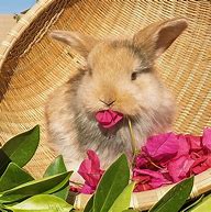 Image result for Holland Lop Swimming in Water
