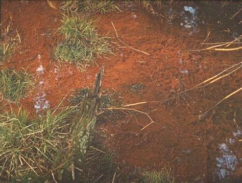 Leptothrix in ditch | Encyclopedia MDPI