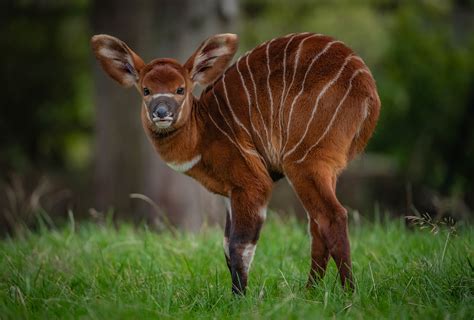 Critically endangered: Africa’s rarest large mammal born at Chester Zoo - We Love Good Times