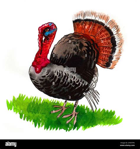 Turkey bird. Ink and watercolor drawing Stock Photo - Alamy