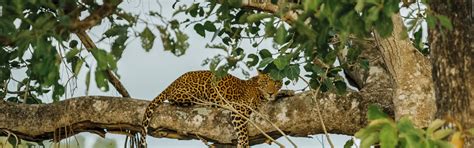Explore National Parks in India for Wildlife Lovers | Indian Panorama
