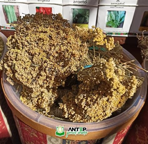 Civan Perçemi Kurusu - Antep Yöresel Ürünler