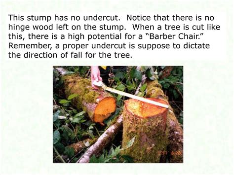 Image result for Felling Tree Undercut