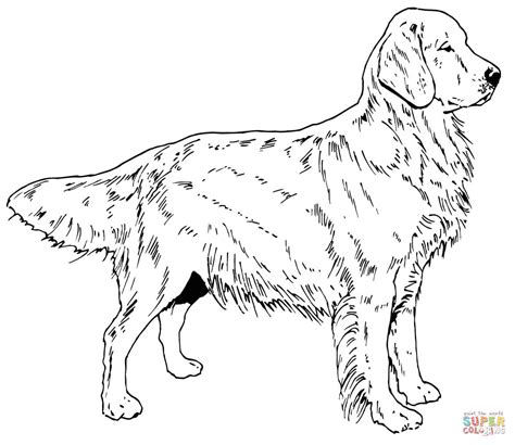 Golden Retriever Printable Coloring Pages - Printable Word Searches