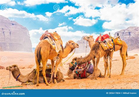 Three Humped Camel