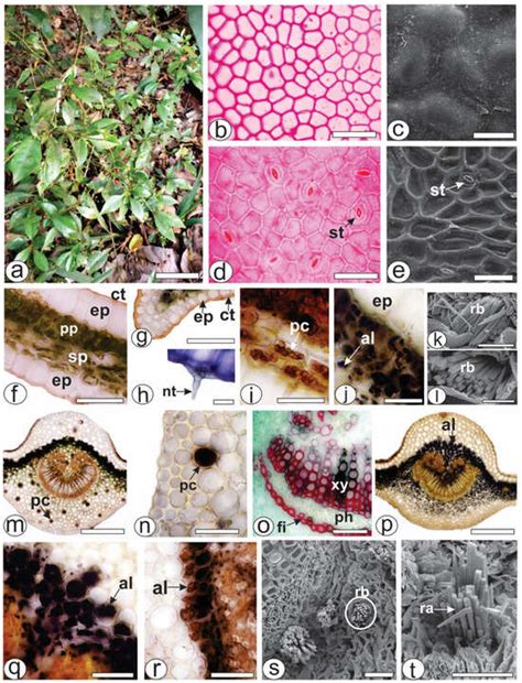 A Comprehensive Description of the Anatomy and Histochemistry of ...