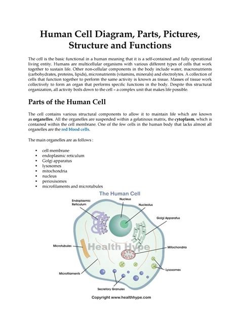 Human Body Cell Structure 的图像结果