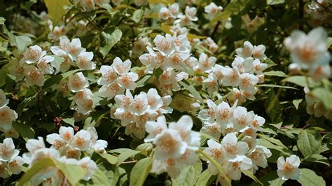 Watkins, Garrett & Woods Mortuary, Inc