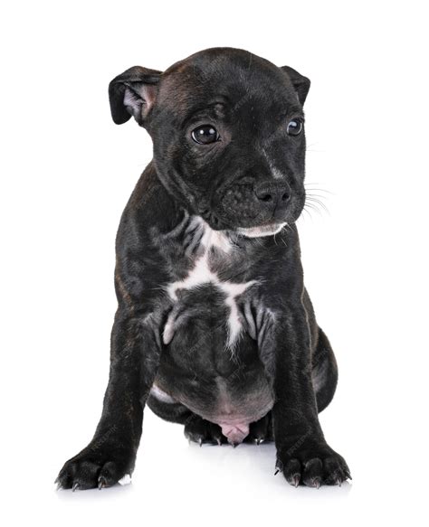 All Black Bull Terrier Puppies