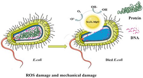 Preparation and Properties of (Sc2O3-MgO)/Pcl/Pvp Electrospun Nanofiber ...