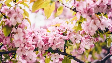 Download wallpaper 1366x768 flowers, pink, branches, spring, bloom ...