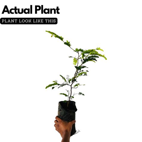 Sweet Tamarind / Madhura Puli / Valanpuli (tamarindus indica) (Grafted ...