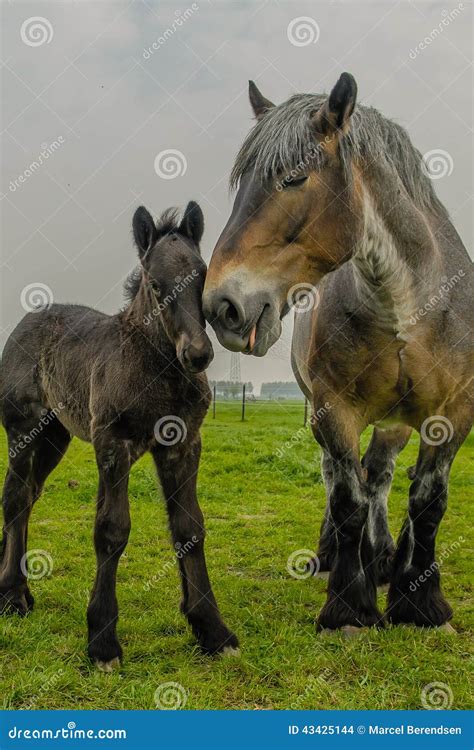 Farm Animals - Dutch Draft Horse Stock Photo - Image of animal, farming ...