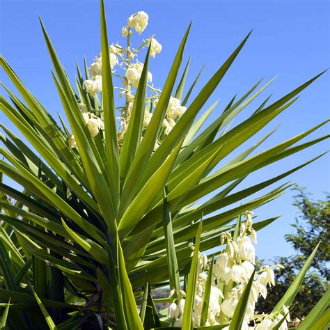 Graines de YUCCA ALOIFOLIA - Yucca à feuilles d’Aloé - T.O.G.
