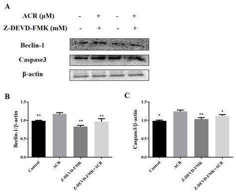 Protective Effect of Ganoderma atrum Polysaccharide on Acrolein-Induced ...